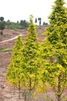 最新彩葉樹(shù)種種植與養護指南，從選種到養護一步到位！