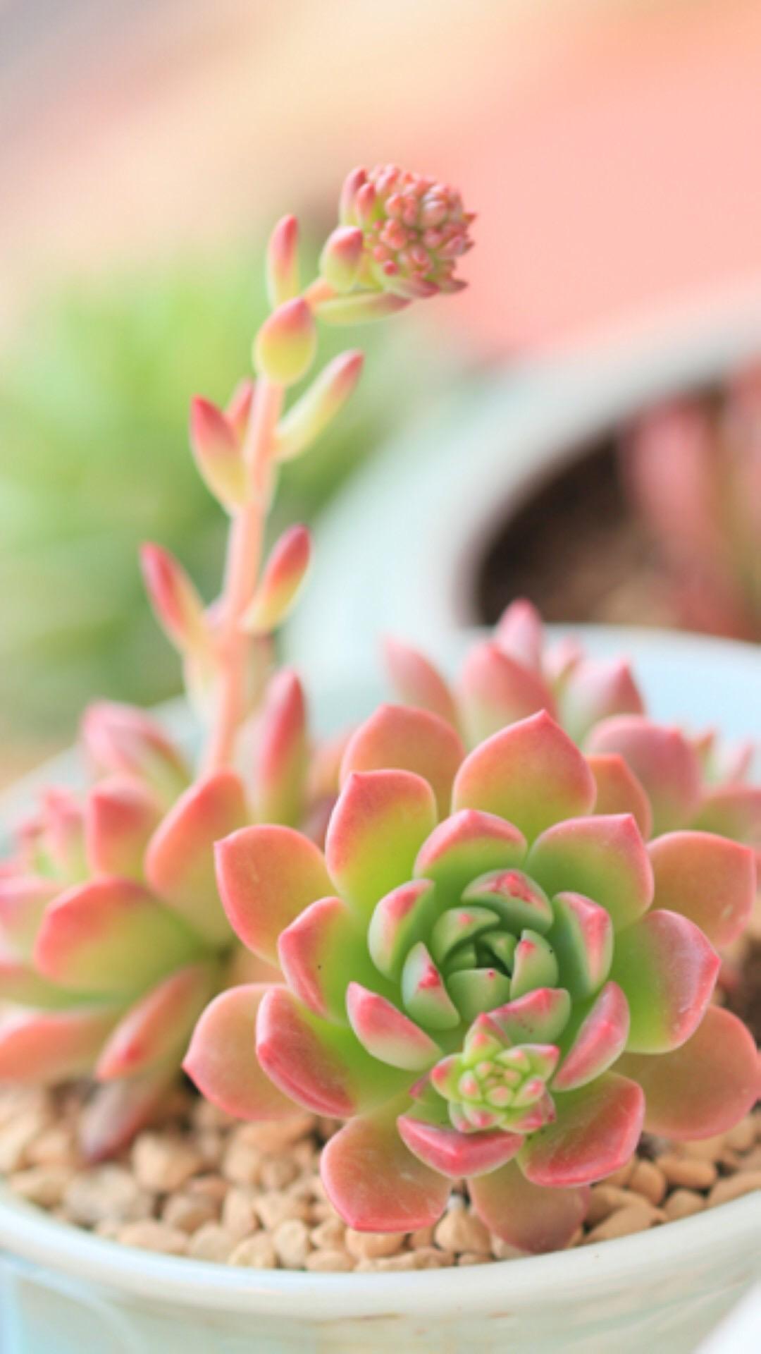 最新多肉植物，獨特的植物美學(xué)觀(guān)點(diǎn)探討