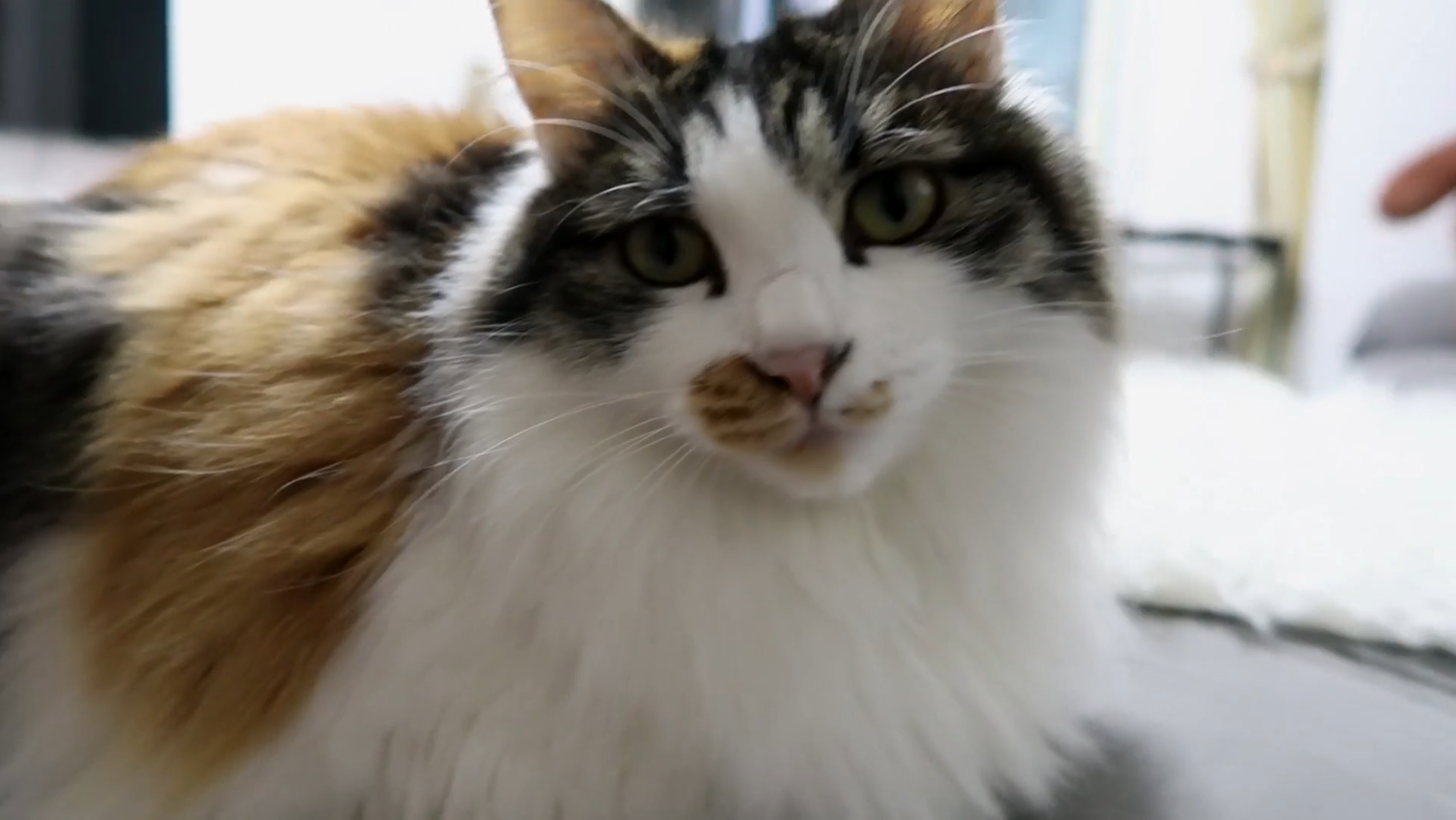 Maomi最新域名網(wǎng)站，時(shí)尚潮流的前沿引領(lǐng)者