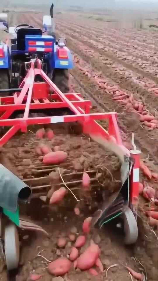 科技革新引領(lǐng)紅薯挖掘新紀元，最新挖紅薯機器亮相！