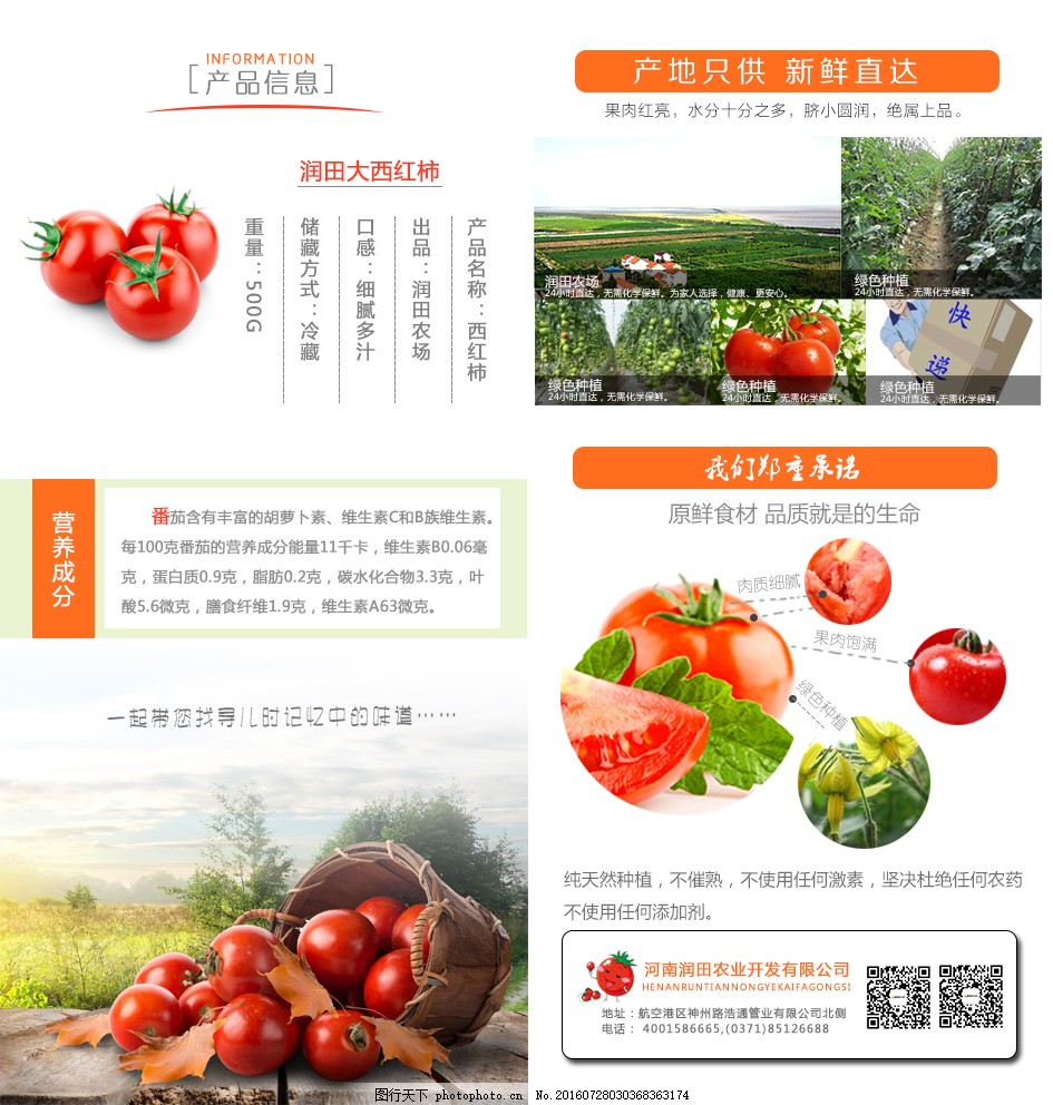 安徽西紅柿產(chǎn)地探秘，自然美景與鮮美西紅柿的邂逅之旅