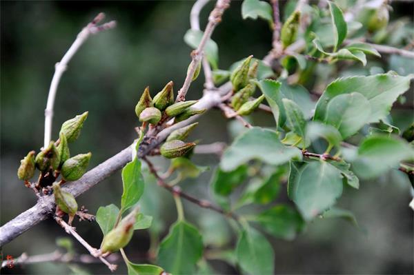 連翹最新價(jià)格走勢，機遇中的自信力量與自我成長(cháng)展望