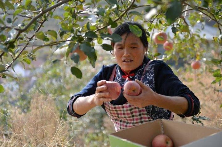 沂源蘋(píng)果最新價(jià)格，綠色之旅帶來(lái)內心的平靜