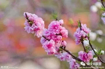 科技巔峰之作桃花開(kāi)啟未來(lái)生活新紀元，最新章節預覽