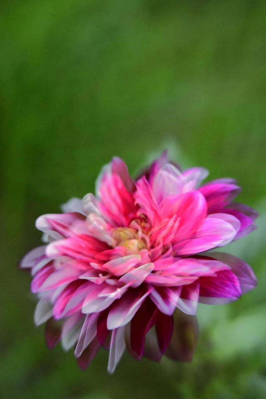 最新花舞，綻放的藝術(shù)之美欣賞