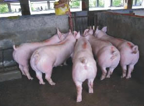 最新仔豬品種選擇與飼養指南，品種介紹與飼養步驟全解析