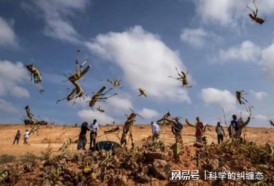 ??蝗災最新數據揭秘與分析??