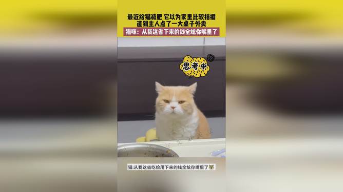 省貓任務(wù)輕松完成指南，最新技能學(xué)習與任務(wù)執行詳細步驟