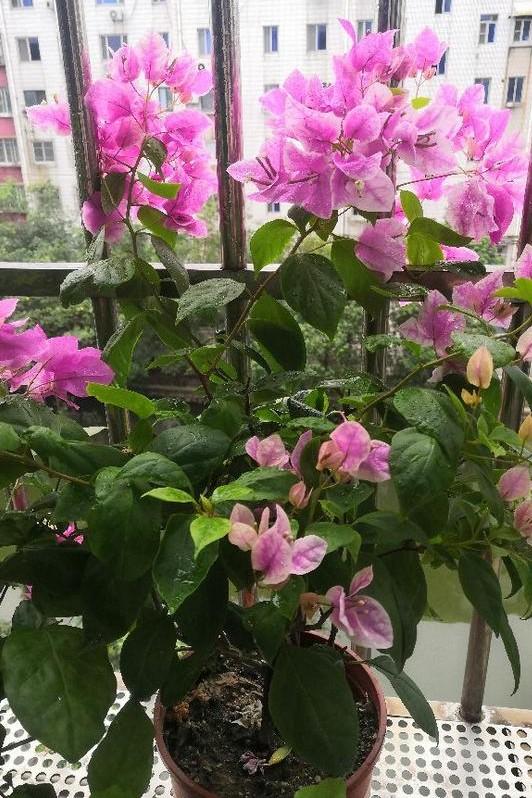 小巷深處的獨特花語(yǔ)，最新殘花之美