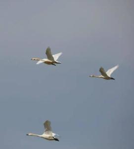 鳥(niǎo)類(lèi)遷徙最新詳細步驟指南，了解鳥(niǎo)類(lèi)遷徙的全程之旅