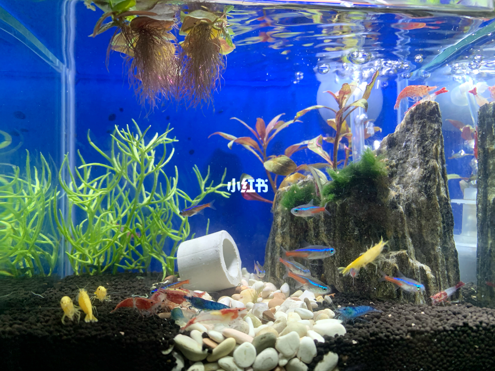 最新魚(yú)缸圖片，水族美學(xué)的時(shí)代變遷欣賞