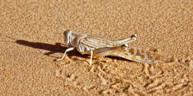 蝗災最新動(dòng)態(tài)，科技先鋒引領(lǐng)抗災新時(shí)代