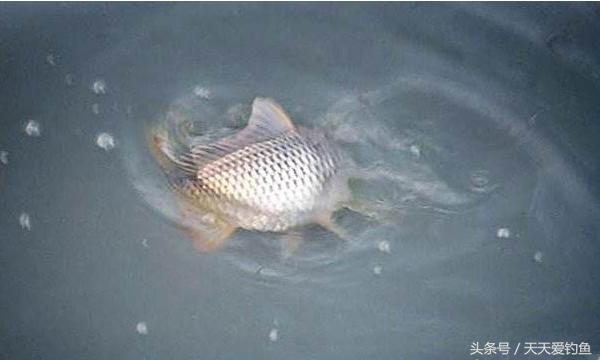 最新逗釣步驟指南，從入門(mén)到精通的釣魚(yú)技巧分享