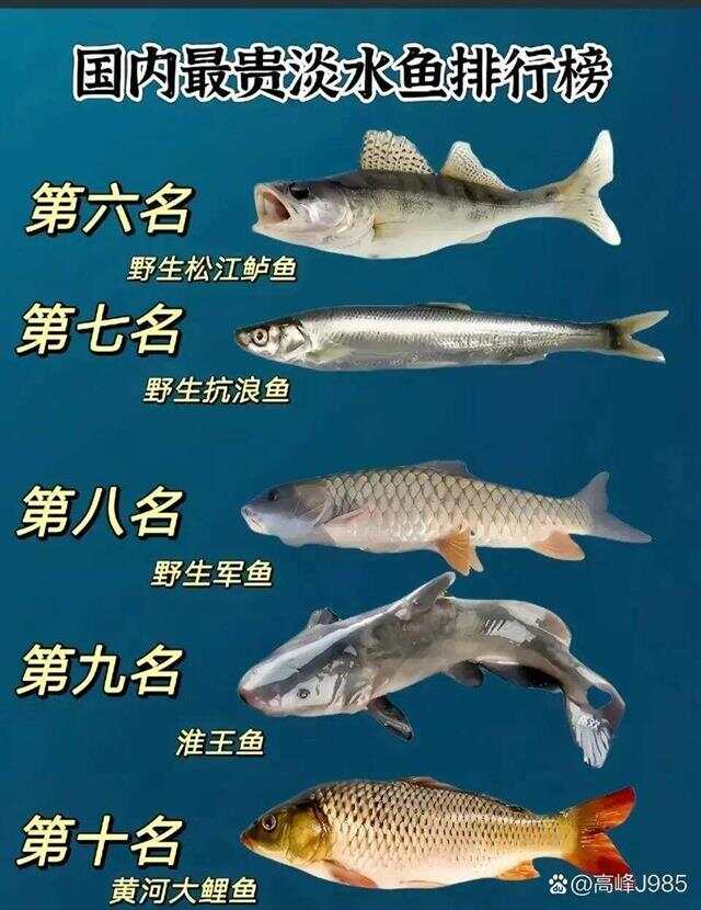 青魚(yú)國產(chǎn)最新論述，探索與解析