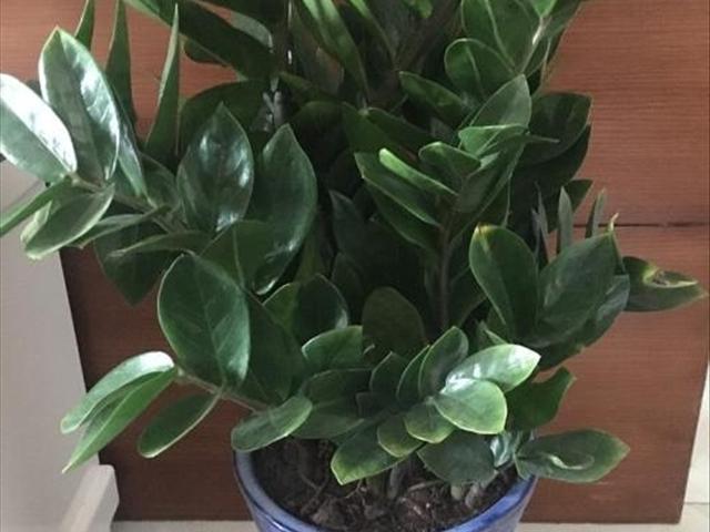 最新養殖游戲，體驗養殖樂(lè )趣，與動(dòng)物共成長(cháng)！