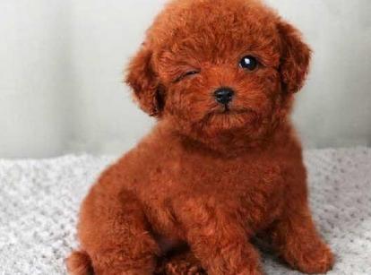 最新小鹿犬，趣事不斷，傳遞溫馨友誼與愛(ài)的小使者