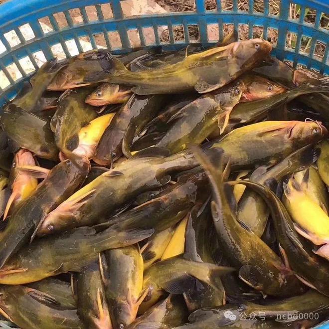黃顙魚(yú)最新報價(jià)大全，專(zhuān)業(yè)指南與實(shí)時(shí)更新